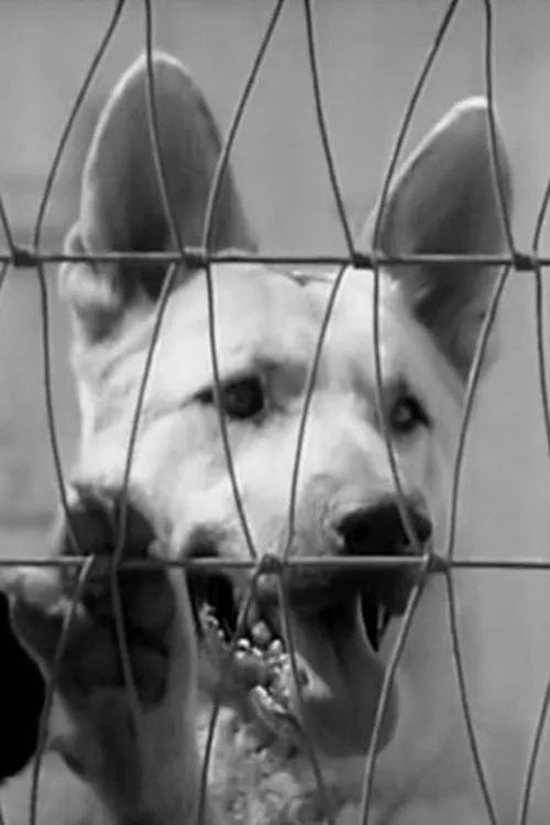 Ace the Wonder Dog interpretando a Rusty