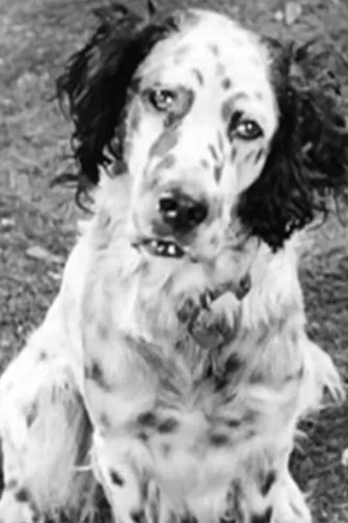 Banjo interpretando a Banjo the Dog