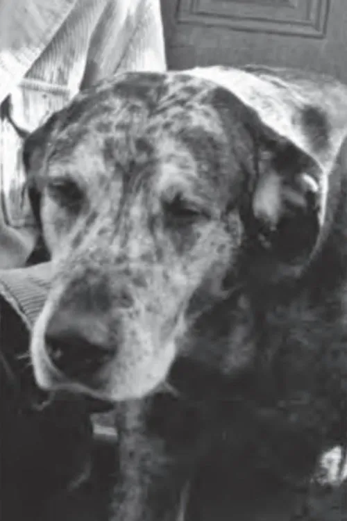 Red Grooms ha trabajado con Bocko en 1 ocasiones