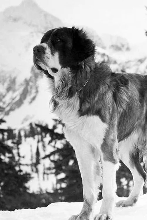 Marie Quillan ha trabajado con Buck en 1 ocasiones