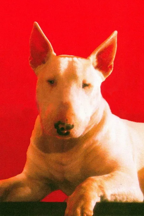 Kodjo Eboucle ha trabajado con Chimbot en 1 ocasiones