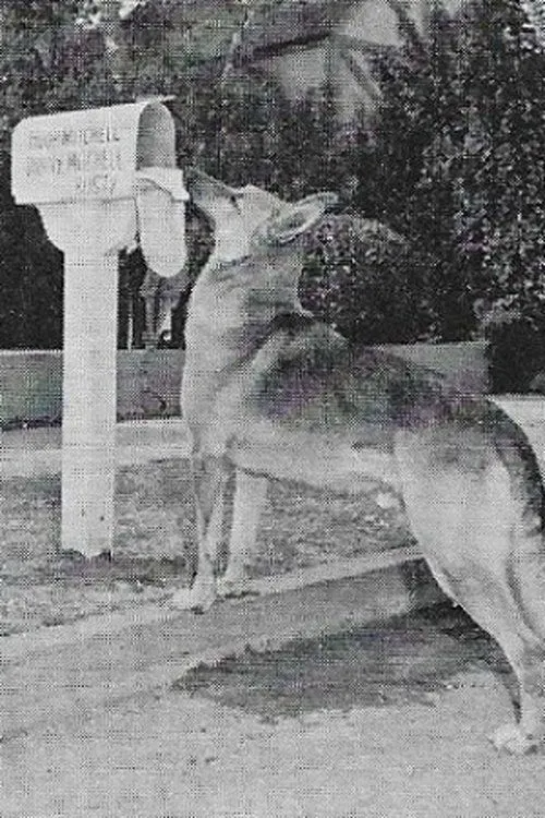 Flame the dog interpretando a Shep