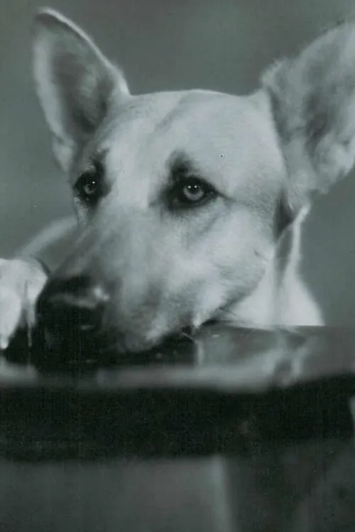 Flash the Dog interpretando a Flash