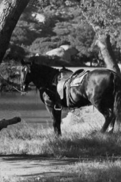 Flash interpretando a Eddie's Horse