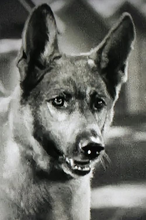 Grey Shadow en su biografía y filmografía