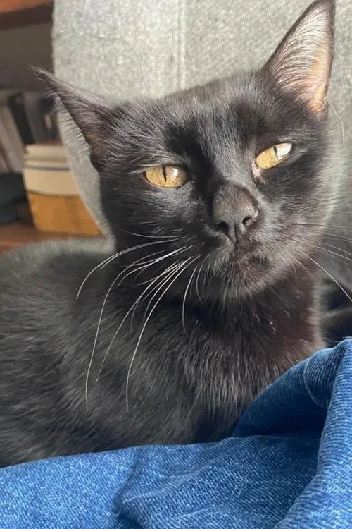 Andrés Ganem ha trabajado con La negrita en 1 ocasiones