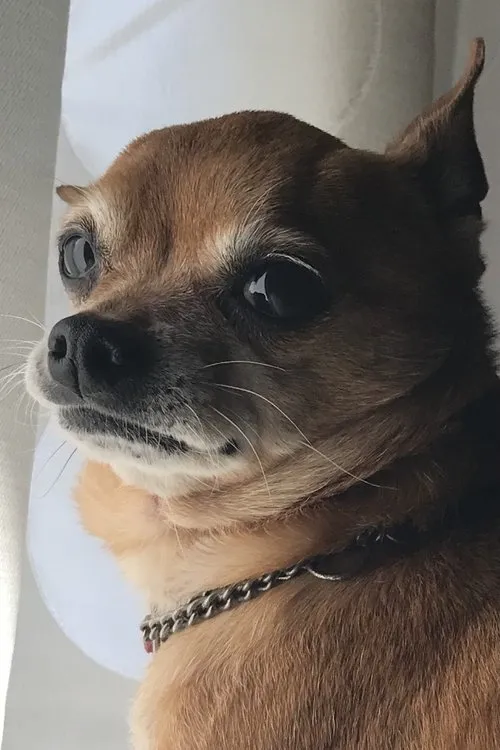 Ricardo Quaresma ha trabajado con Pepe en 1 ocasiones