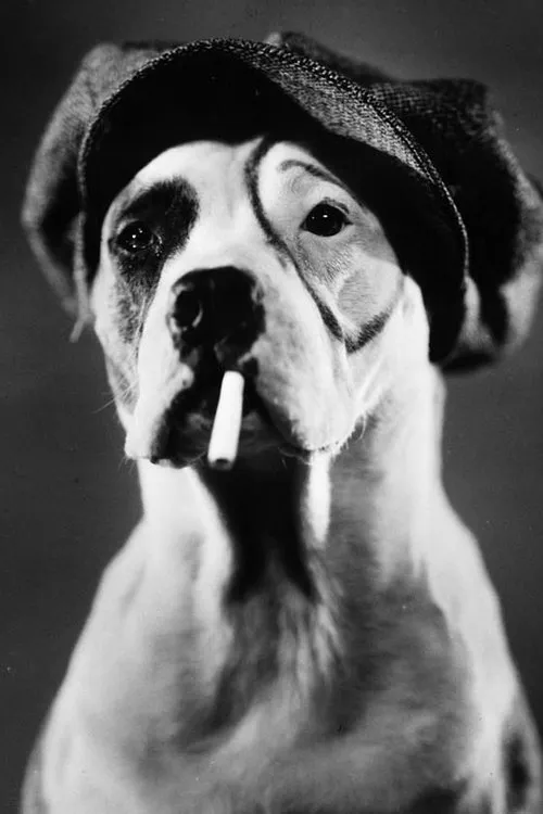 Pete the Dog interpretando a Tige