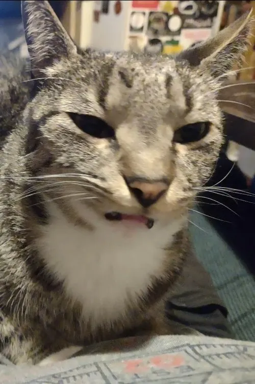 Rob Curbivore Chase ha trabajado con Pierogi en 1 ocasiones