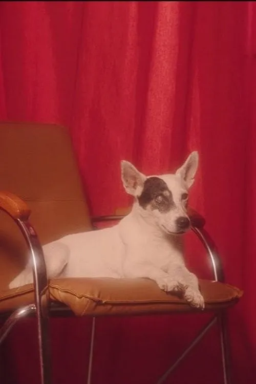 Sylvain Baumann ha trabajado con Ricotte en 1 ocasiones