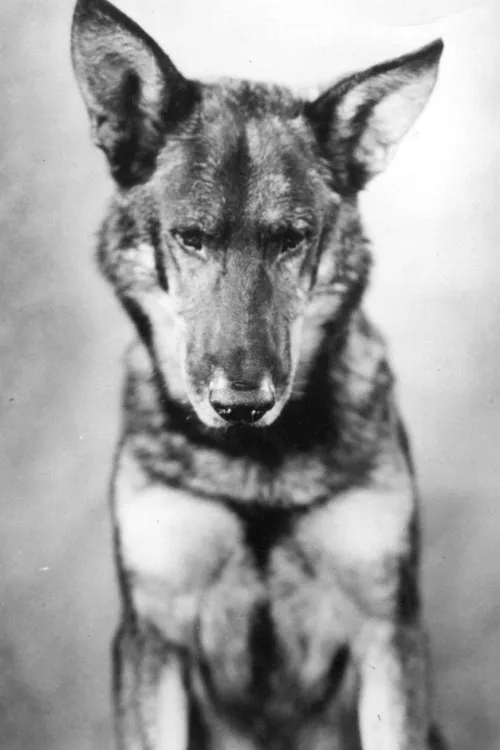 Rin-Tin-Tin interpretando a Lobo - Leader of the Wolf Pack