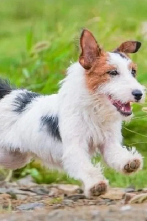 Jin QiaoQiao ha trabajado con Seven Blessing en 1 ocasiones