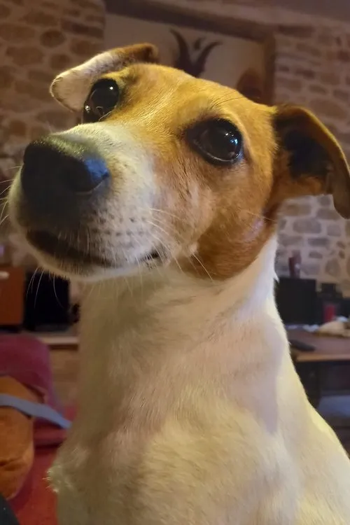 Sylvain Baumann ha trabajado con Spam en 1 ocasiones