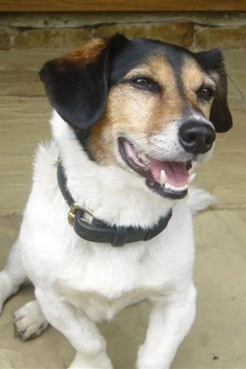 Simon Magill ha trabajado con Strapper en 1 ocasiones