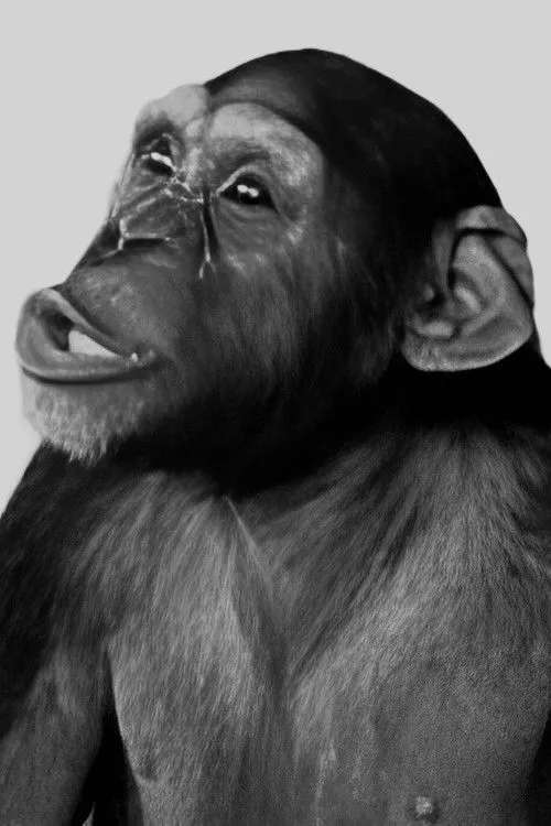 Tamba interpretando a Tamba - the Chimp