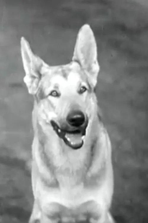 Santosh Balakrishna ha trabajado con Tarzan en 1 ocasiones