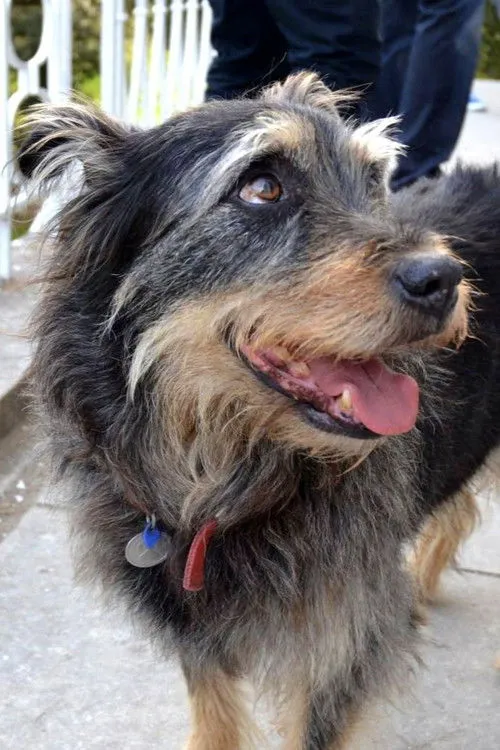 Tom Clear ha trabajado con Taz Bear en 1 ocasiones