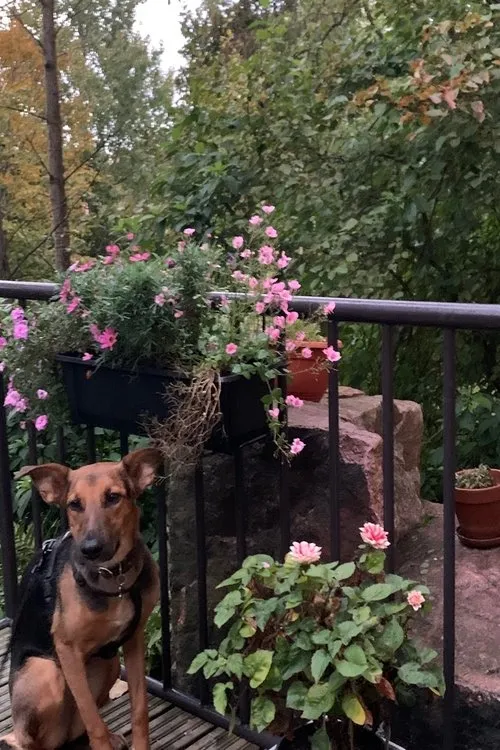 Yuki interpretando a Koira