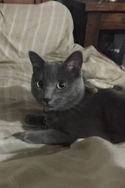 Andrés Ganem ha trabajado con Cocteau en 1 ocasiones