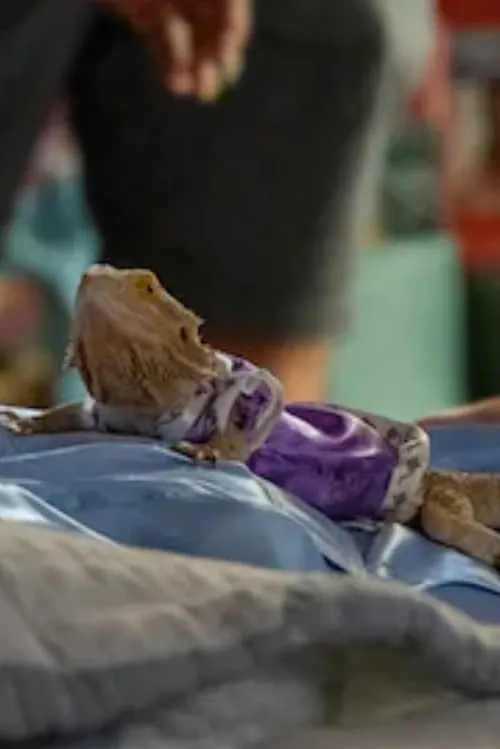 Keila Lorena ha trabajado con Fay the Lizard en 1 ocasiones