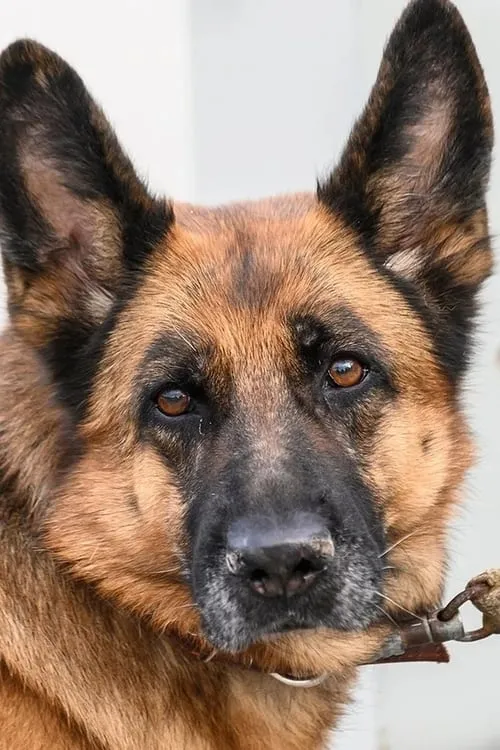 Sulochana Chatterjee ha trabajado con Lili en 1 ocasiones