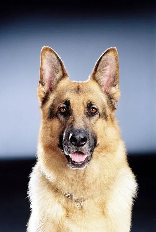 Raphael Ghobadloo ha trabajado con Rhett Butler en 1 ocasiones