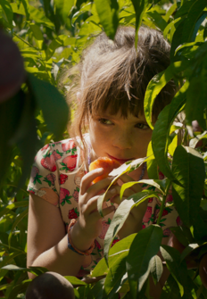 Alcarràs en la programación de TV3 (Cine)