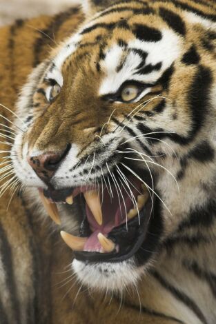 Carátula de Aún más peligrosos: Asesinos en el hielo