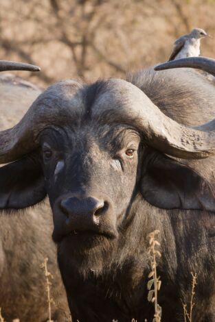 Cazadores salvajes: los asesinos más letales de África en la programación de Nat Geo Wild HD (Documentales)