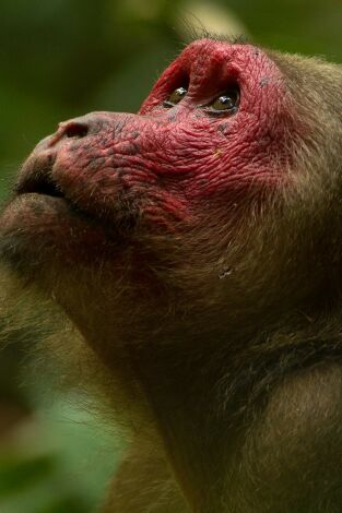 Carátula de Dentro de lo Salvaje: India