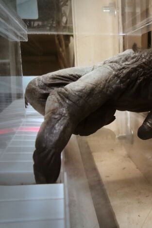 Carátula de El animal musical