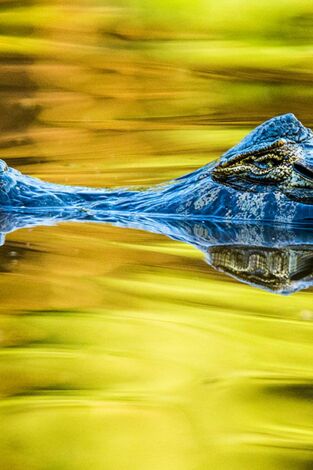Carátula de El caiman y el pantano maldito