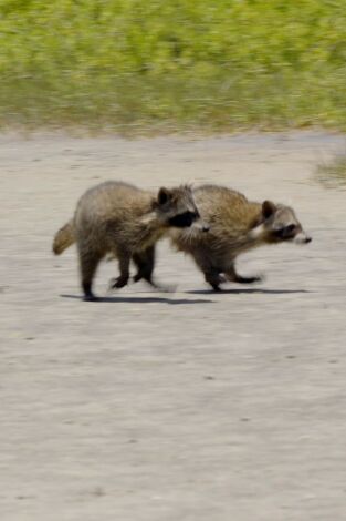 Carátula de El mapache, el rey de la supervivencia