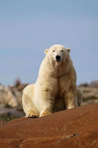 Carátula de El reino del oso polar: El viaje del cachorro