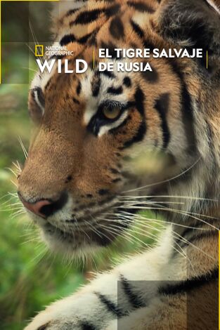 Carátula de El tigre salvaje de Rusia