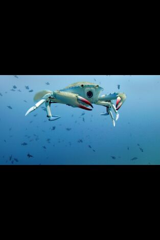 Carátula de Espiando en el océano: Pensamientos