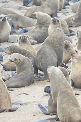 Carátula de Focas. Unos mamíferos con mucho carácter