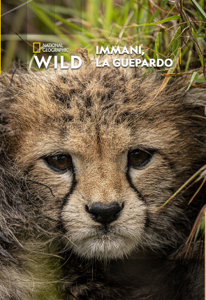Carátula de Immani, la guepardo