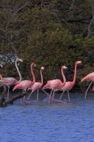 Carátula de Imperios del reino animal: Migraciones