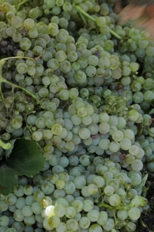 La Besana en verde en la programación de Canal Extremadura Sat (Sin clasificar)