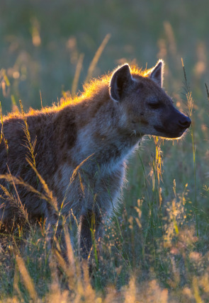 Carátula de Leones contra hienas
