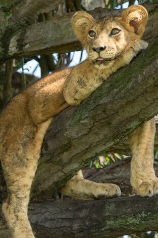 Carátula de Los leones trepadores