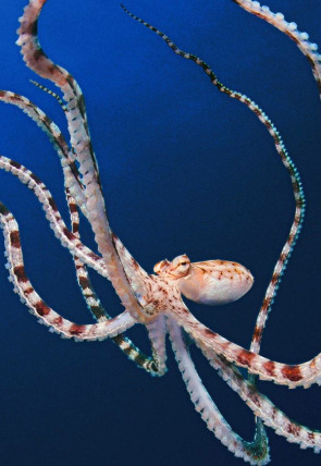 Carátula de Los secretos de los pulpos · Mentes maestras