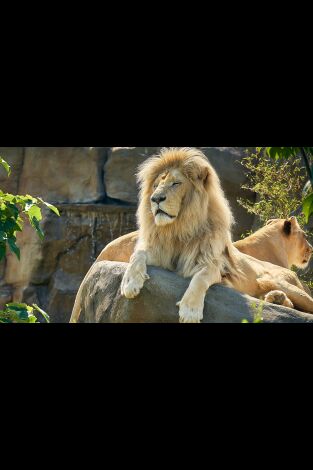 Carátula de One Zoo Three: Trabajo en equipo