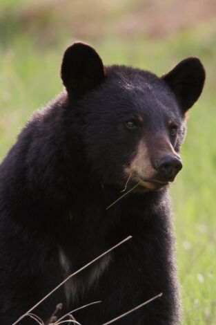 Carátula de Osos negros de Canadá