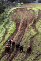 Carátula de Paisaje herrado - 