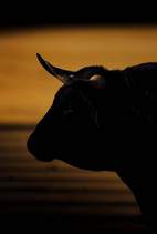 Carátula de Toros para todos -