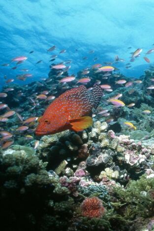 Paraísos terrenales: Wild Costa Rica en la programación de Nat Geo Wild HD (Documentales)