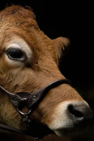 Christopher Blauvelt interpreta a Self en A Feeling of Home: The Making of First Cow