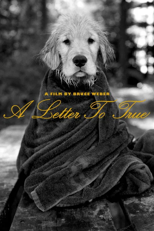 Póster de A Letter To True